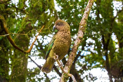  Caipora - Ein Kobold des Amazonas-Regenwaldes mit einem Hang zur Verwirrung