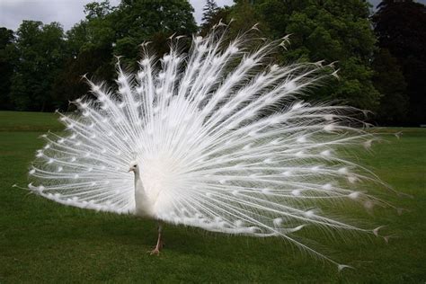  The White Peacock - Eine Geschichte über Stolz, Liebe und die magische Macht der Natur!